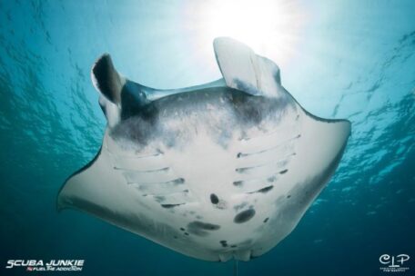 Manta Ray