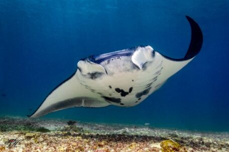 Manta ray swimming