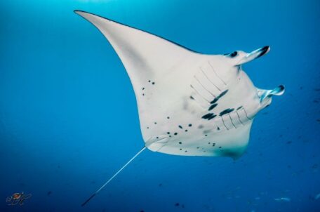 Underside of a manta ray