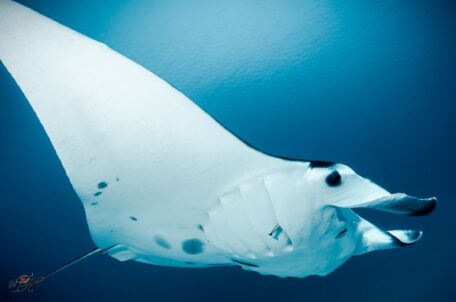 Manta Ray Close up