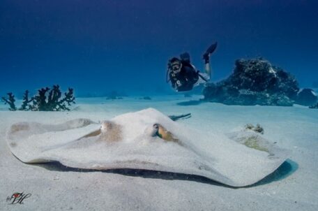 Sting Ray