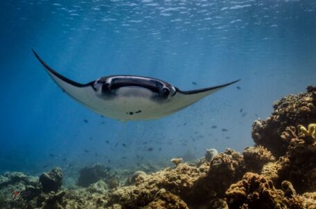 Manta Ray Reef