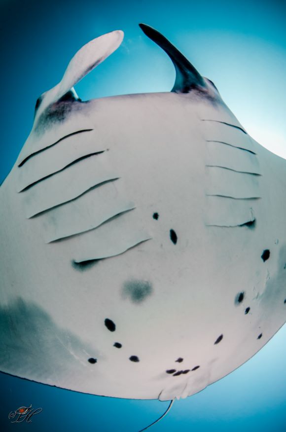 Manta Ray swimming overhead
