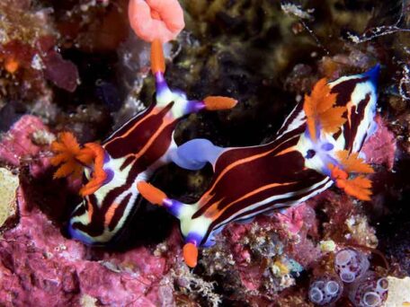 Nudibranchs