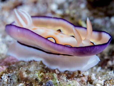 Colourful nudibranch