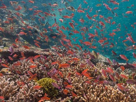 Coral Reef teeming with fish