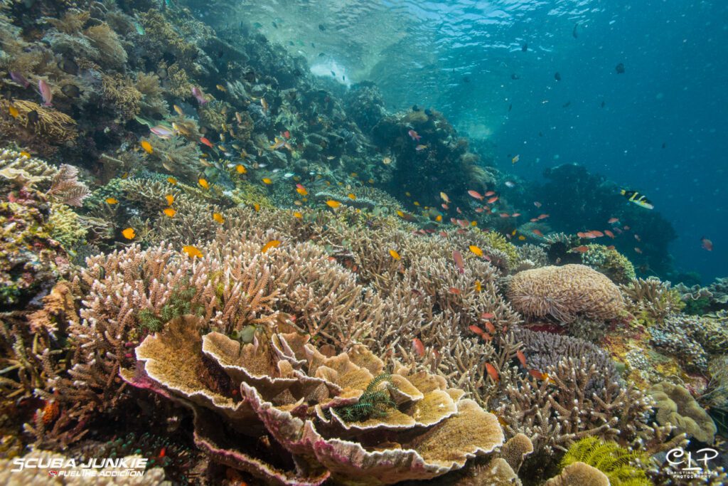 Best Time to Dive Komodo