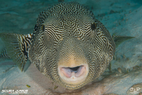 Puffer Fish