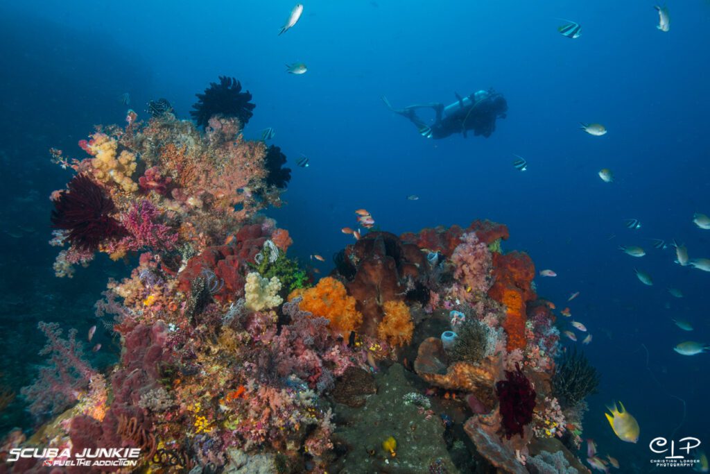 Best time to dive Komodo