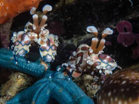 Harlequin Shrimp on a night dive