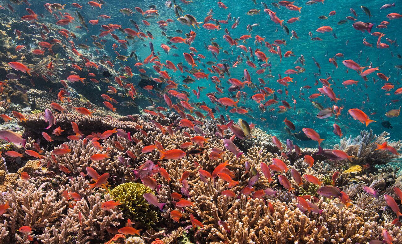 A Diving Paradise - Coral Triangle