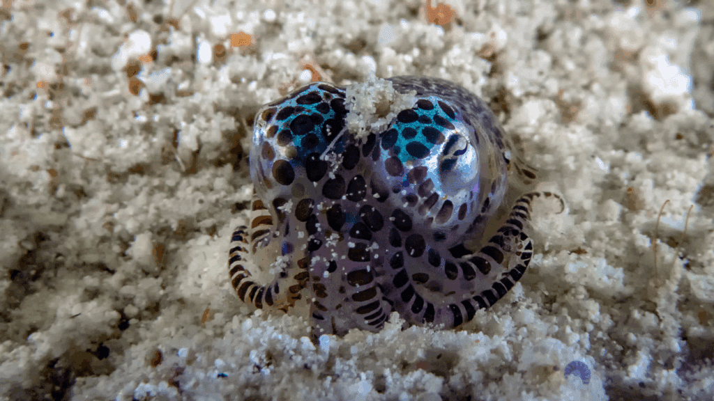 Komodo macro diving