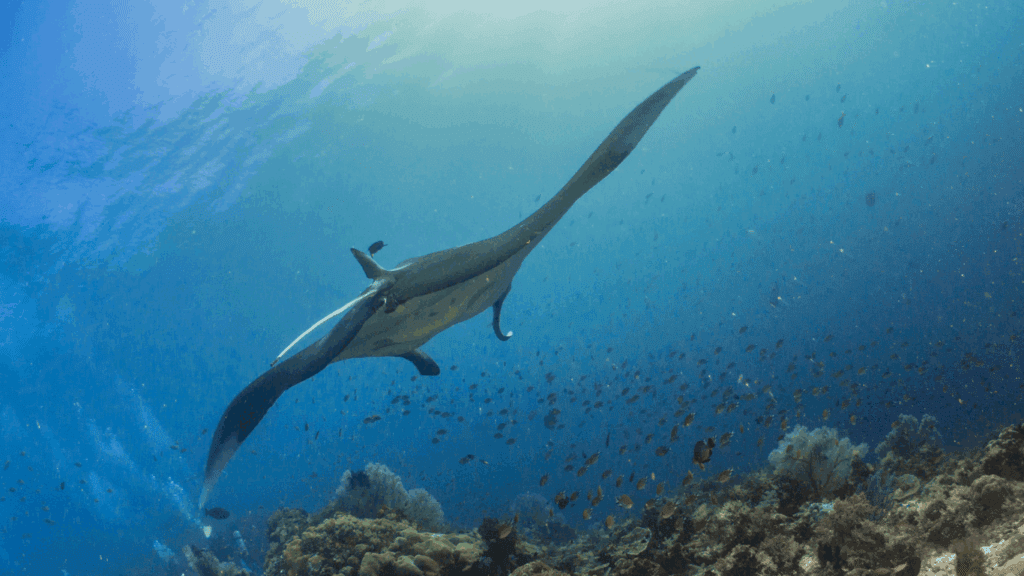 Manta rays in Komodo