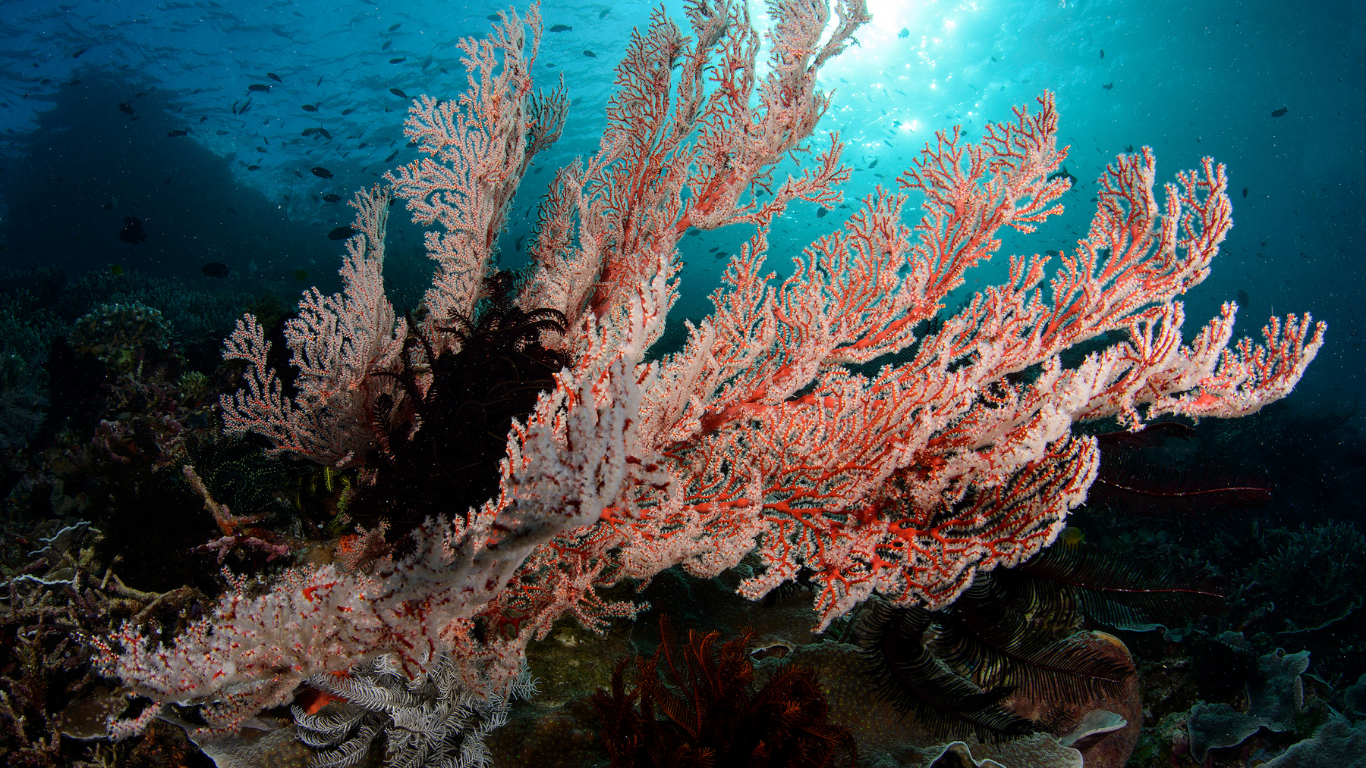 Komodo's coral healt