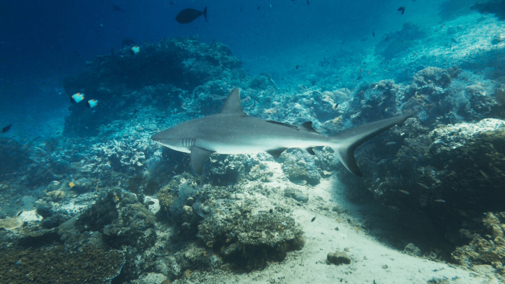 Sharks in Komodo National Park