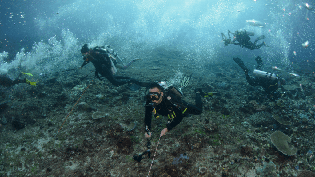 Komodo currents diving