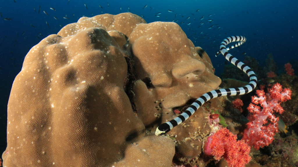 Banda Sea Diving Trip