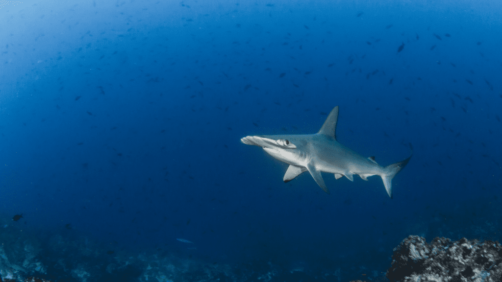 Komodo Raja Ampat Banda Sea Diving