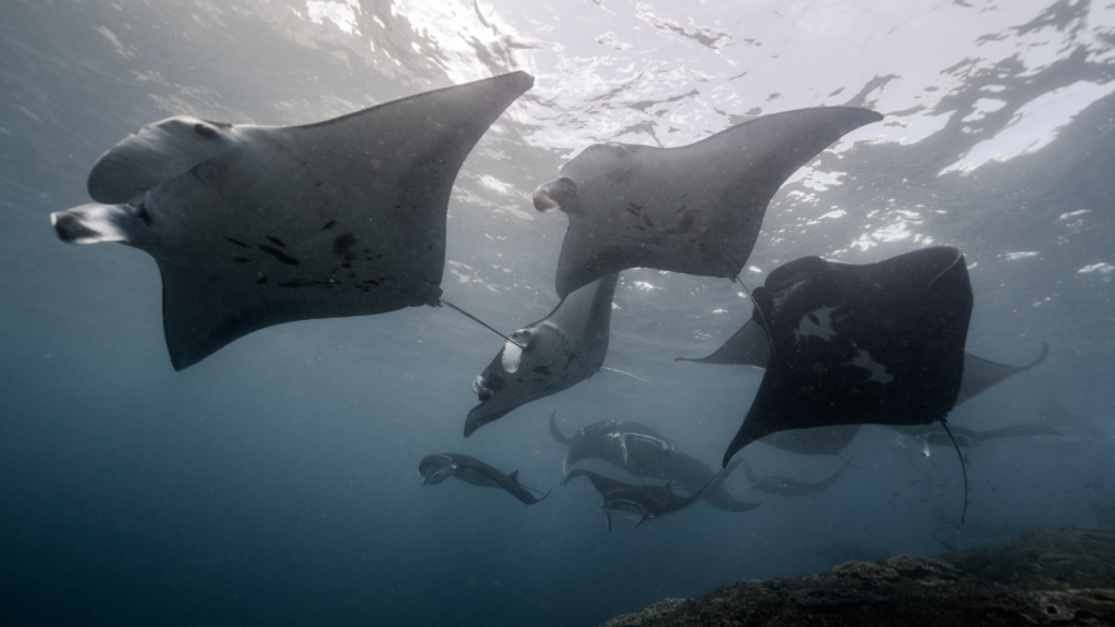 Manta Ray Courtship