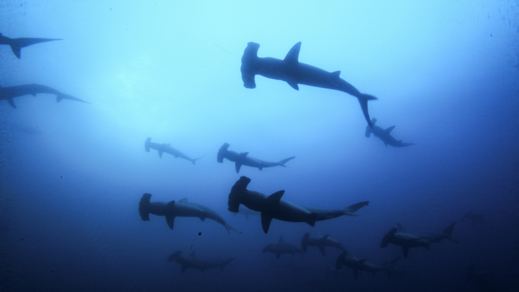 Banda Sea liveaboard expedition