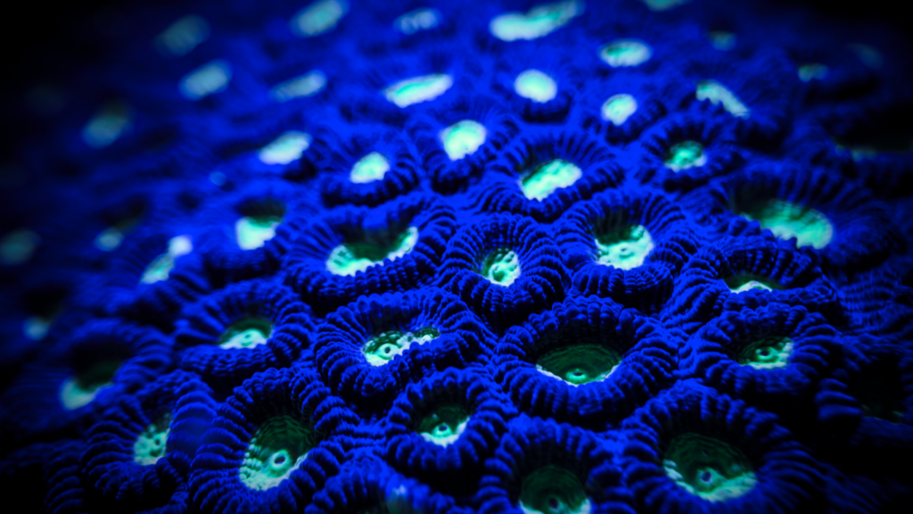 coral fluorescence